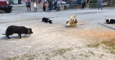 如 何 讓 一 只 邊 牧 失 去 尊 嚴 如 何 讓 一 只 邊 牧 失 去 尊 嚴