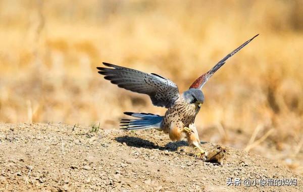 體型最小的猛禽——紅隼