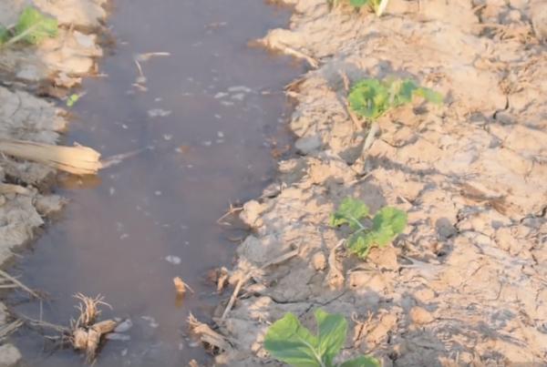 白菜霜黴病,發生面積越來越大?農戶掌握3點,輕鬆防治 白菜霜黴病,發生面積越來越大?農戶掌握3點,輕鬆防治