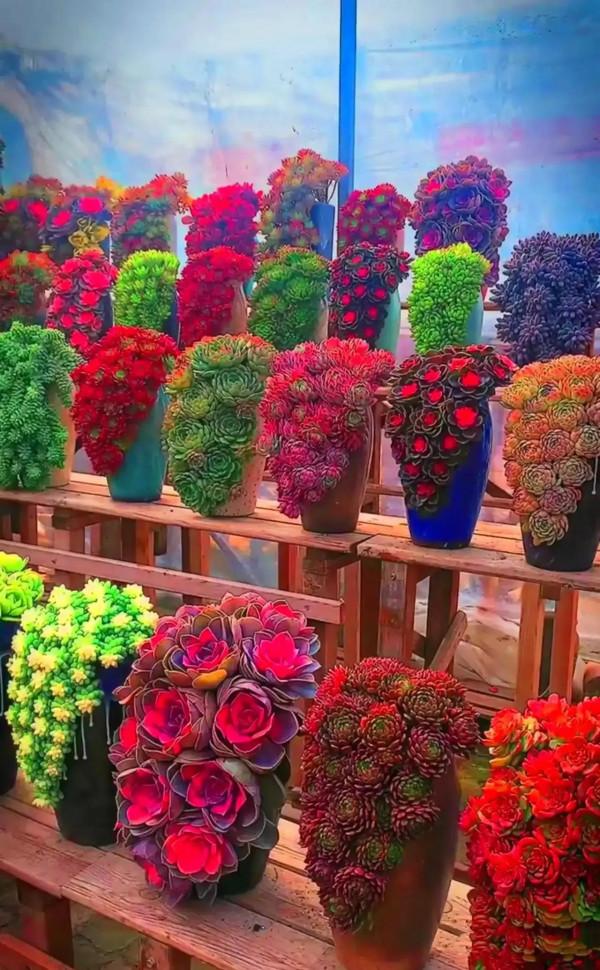 分享圖片，可愛的多肉們，收藏了