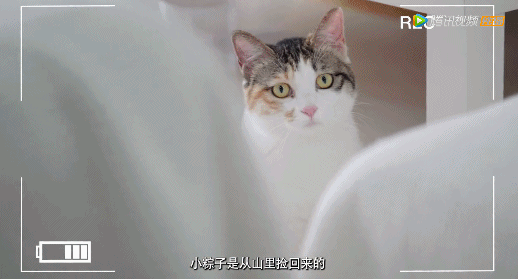 謝霆鋒不當廚子竟跑去撩她?網友直呼:啥都幹,就是不拍電影 謝霆鋒不當廚子竟跑去撩她?網友直呼:啥都幹,就是不拍電影