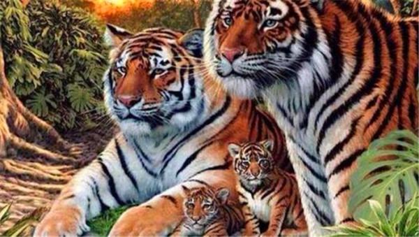 “虎生三子，必有一彪”，彪是什麼？跟普通的小老虎有什麼不同？