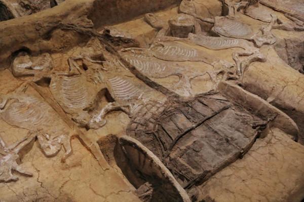 比兵馬俑早200多年的車馬陣，被譽為“中國僅有，天下第一”