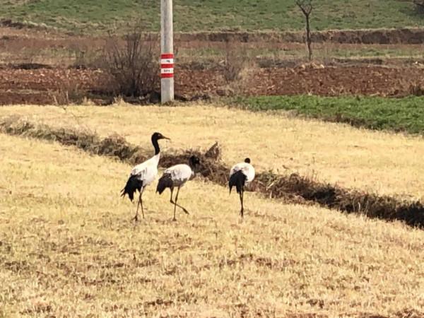 黑頸鶴之鄉 念湖
