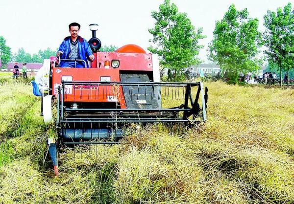 2022年的油菜籽會達到一個什麼樣的價格 2022年的油菜籽會達到一個什麼樣的價格