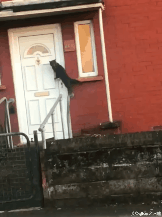 看完這27張圖片才知道，動物們的智商竟然這麼高