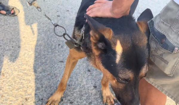 河南:900塊!大叔臨別拍著狗狗腦袋,讓回頭的狗狗跟著狗販享福 河南:900塊!大叔臨別拍著狗狗腦袋,讓回頭的狗狗跟著狗販享福