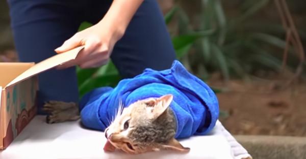 貓媽媽多次到村裡去捕雞鴨，村民發現後，用小貓去誘捕喵