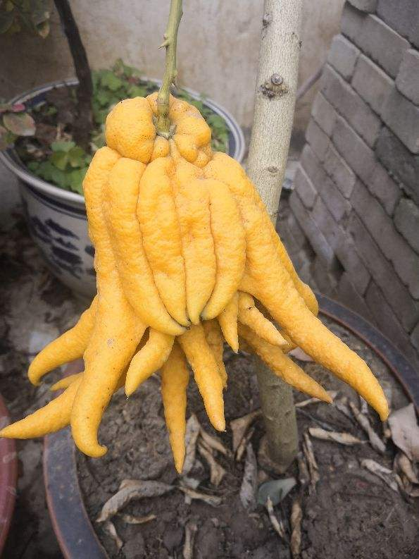 養花別嫌“醜八怪”,養在家裡有“鎮宅旺財”好兆頭,越養越喜歡 養花別嫌“醜八怪”,養在家裡有“鎮宅旺財”好兆頭,越養越喜歡