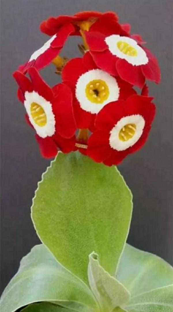 歷險篇:四君子花!狠心爺爺為何讓饞嘴孫子試嘗百草?好吃不記疼 歷險篇:四君子花!狠心爺爺為何讓饞嘴孫子試嘗百草?好吃不記疼