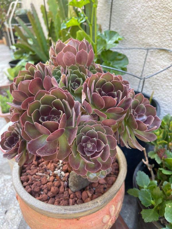 秋天養多肉，就養這5種，呼呼冒小芽