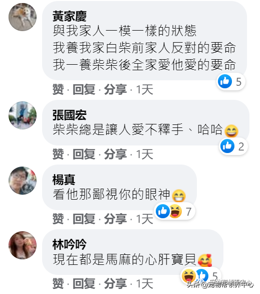 他將柴犬帶回家遭老婆威脅離婚，幾年後她的臉腫成“豬頭”