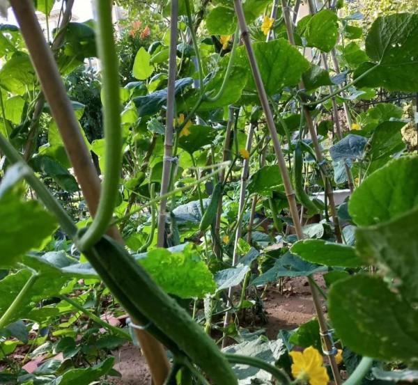 讓父母老婆孩子過好日子：我為十多個親戚鄉鄰安排了工作