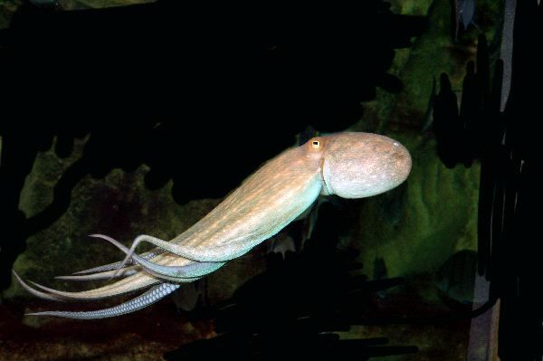 章魚已經進化5億年了，為何沒像人類一樣進化成智慧物種？