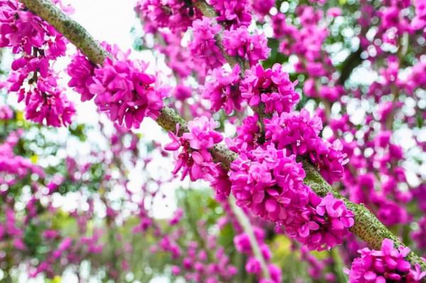 《對韻歌》，聲律的啟蒙，希望我也這樣被啟蒙過