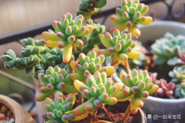 推薦款容易爆頭的多肉，皮實好養長得快，一次養10盆不嫌多