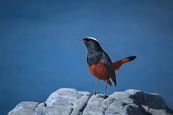 京西驚現白頂溪鴝!在平原地帶屬罕見鳥種 京西驚現白頂溪鴝!在平原地帶屬罕見鳥種