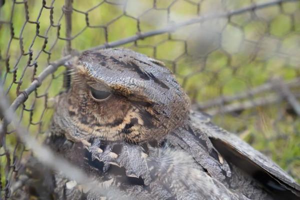 警察蜀黍，我撿到了一隻國家重點三有保護動物！