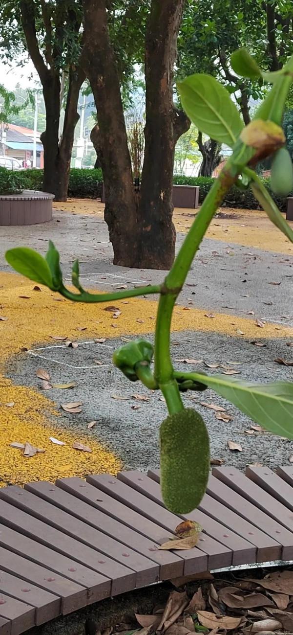 沒有冬天的地方