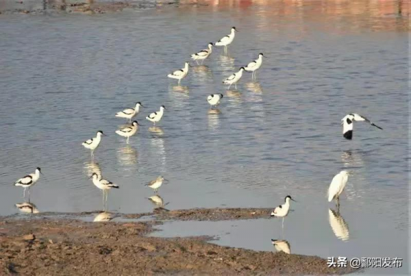 第二屆鄱陽湖國際觀鳥周丨鳥兒歡