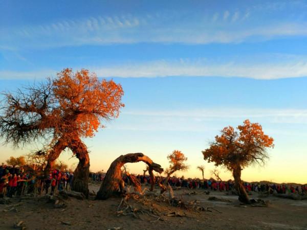 悲涼景觀：怪樹林
