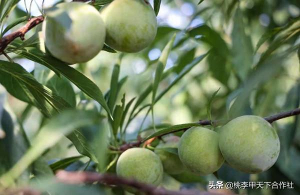 桃李甲天下李樹苗基地分享李子苗種植的時間和適宜的季節