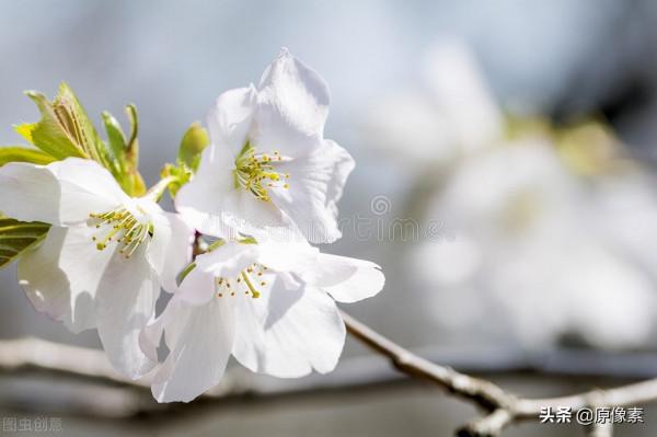 純潔、決絕，櫻花之關山櫻