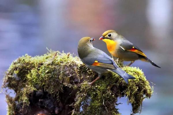 相思鳥一一愛情的象徵