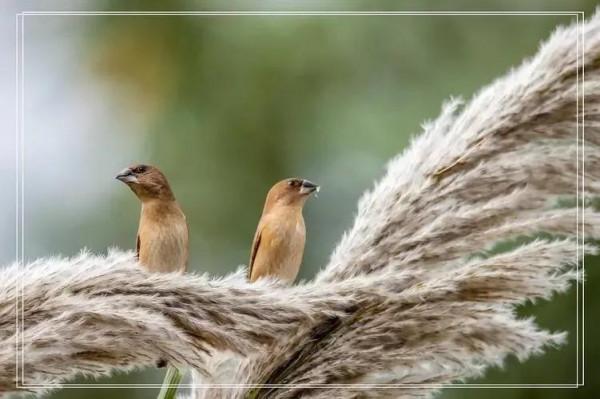 漂亮的愛情鳥---文鳥
