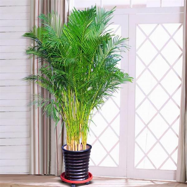 家中養&OpenCurlyDoubleQuote;5種竹&rdquo;，富貴不俗，護家祥瑞，好日子節節高升