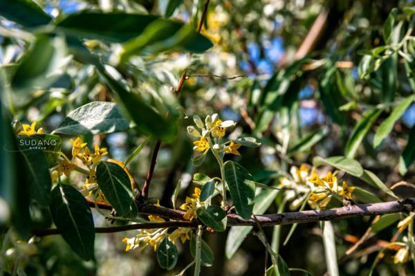 新疆的這座歷史古蹟，已有千年歷史，背後有一個壯美的愛情故事