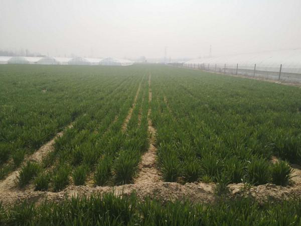 小麥凍害減產嚴重，噴施防凍劑有用嗎？農戶別再用錯了