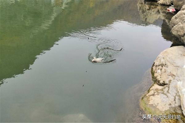 秋分前後釣鯽魚，在這些位置下竿，不是魚窩就是魚道，大鯽連竿上