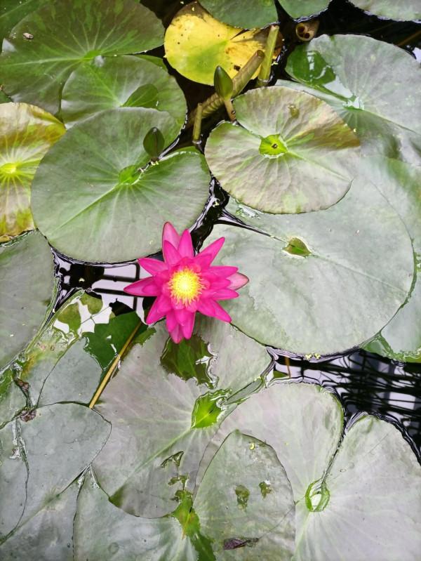 週末遛娃好去處，中科院植物研究所