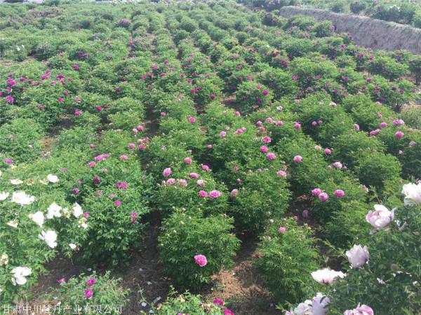 冬季怎麼修剪樹牡丹（紫斑牡丹），你知道嗎？