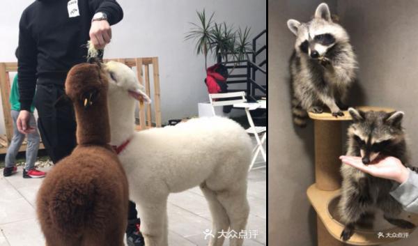 我們體驗了貓咖，發現並不掙錢