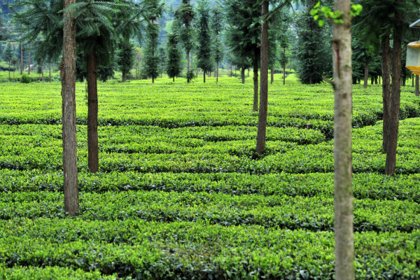 退耕還林、退耕還草應如何補償？