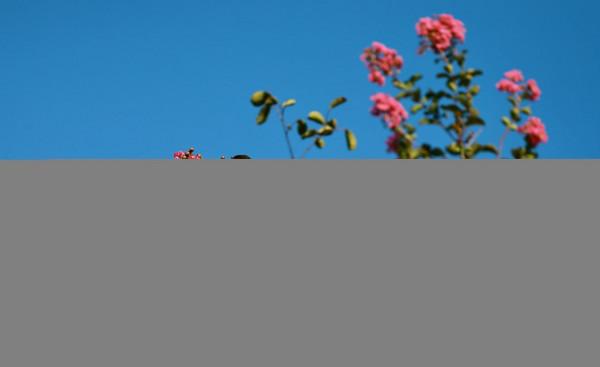 誰說“花無百日紅”？紫薇就是與眾不同