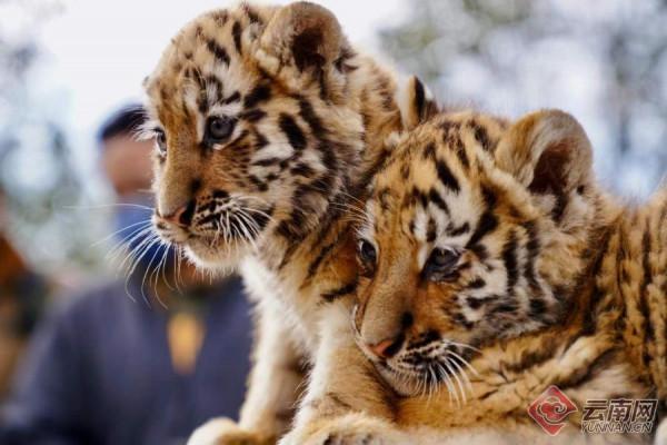 「高畫質組圖」虎虎生威！雲南野生動物園萌虎下山了