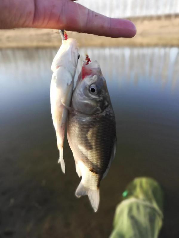 徒駭河“冬至”釣鯽魚