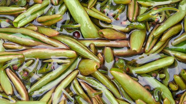 入深秋,別忘記吃“江南水八仙”,健脾祛溼、養心潤肺,舒服過秋 入深秋,別忘記吃“江南水八仙”,健脾祛溼、養心潤肺,舒服過秋