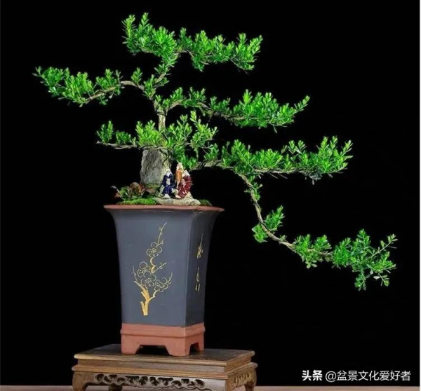 黃楊開花有“三不利” 黃楊開花有“三不利”