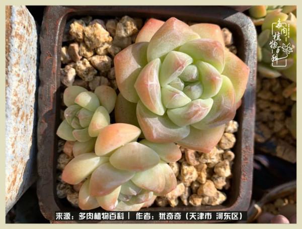 養多肉,累並快樂著!美好的事物,需要與大家分享 養多肉,累並快樂著!美好的事物,需要與大家分享