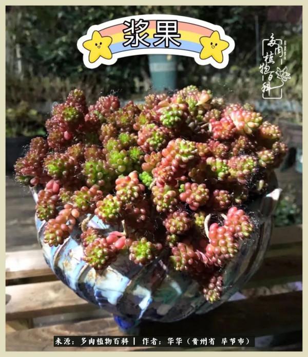 我的造園之夢：鮮花、多肉、錦鯉，這才是樓頂花園該有的樣子