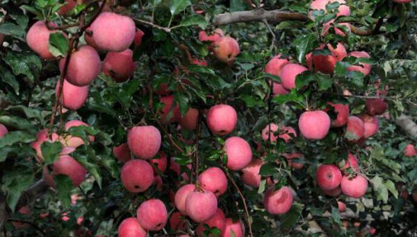 中國水果第一大省,水果種植面積1700多萬畝,相當於兩個上海 中國水果第一大省,水果種植面積1700多萬畝,相當於兩個上海