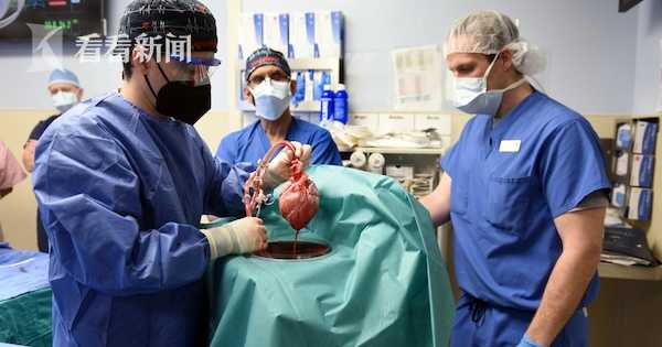 世界首例!美國醫生成功將豬心臟植入患者體內 世界首例!美國醫生成功將豬心臟植入患者體內