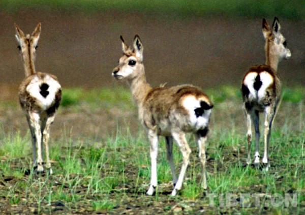 雪神之花·老牧人講的故事 雪神之花·老牧人講的故事