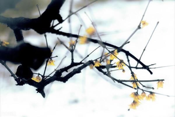 我最喜歡的古詩，共賞