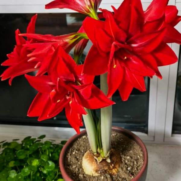 “外甥正月不剃頭”，8種花正月不能剪，還要再忍1個月