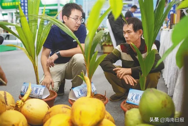 這些重新整理你認知的海南農業新品種，正慢慢敲開市場之門......